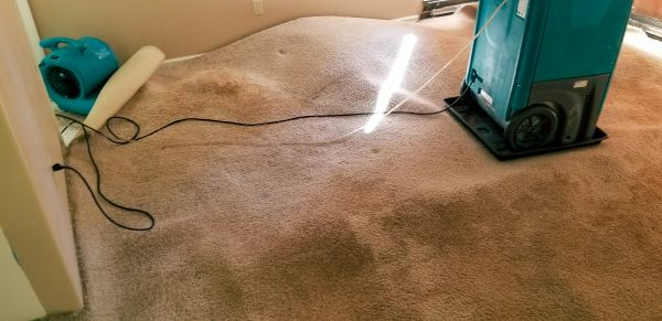 Carpet Water Extraction in Springdale